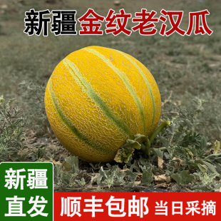 正宗新疆金纹老汉瓜超甜汁水多伽师瓜软糯香甜网红瓜果冰淇淋口感