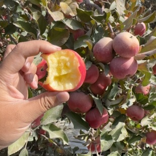 正宗新疆阿克苏樱桃小苹果水果新鲜脆甜当季 整箱产地直发