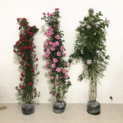 藤本蔷薇花苗爬藤欧洲月季大花拱门花墙龙沙宝石玫瑰花苗四季开花