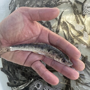 花骨鱼苗麻花鱼鸡浪鱼花菇鱼桃花鱼花鼓鱼苗季郎鱼一年长1斤