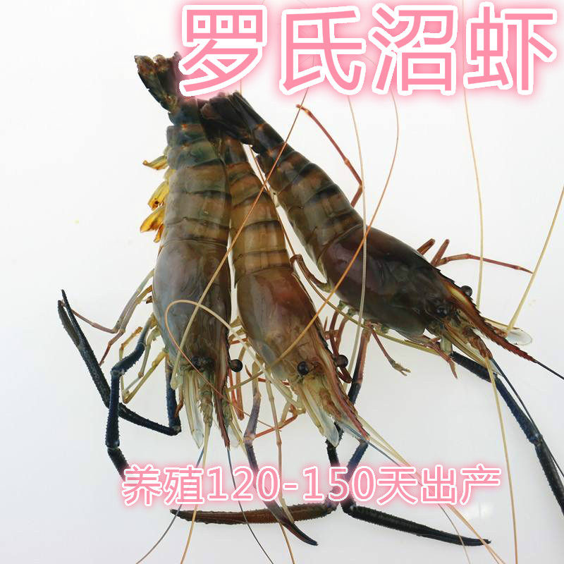 淡水虾苗河虾草虾青虾湖虾苗长臂虾养殖食用虾优质虾苗抗病能力强