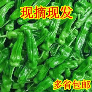 农家自种新鲜虎皮薄皮青辣椒青椒菜椒牛角椒时令蔬菜当天现摘 包邮