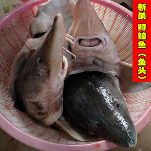 鲟鳇鱼头黑龙江特产鲟鱼七里鳇鱼鲟鳇鱼头新鲜鲜活鱼新杀冷冻发货