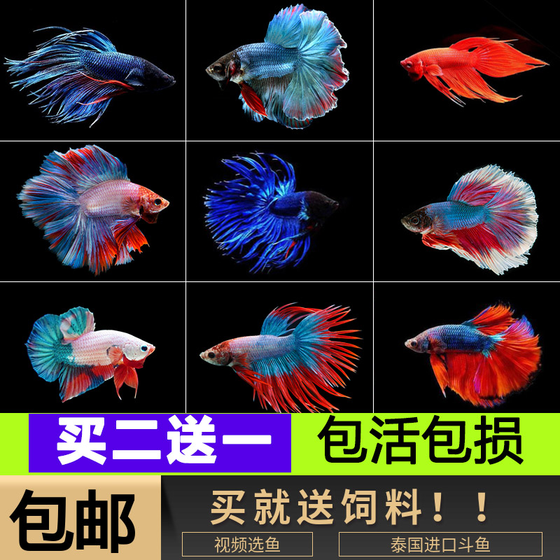 泰国斗鱼 斗鱼活鱼包邮 半月马尾狮王将军斗鱼缸微景盒观赏鱼包邮