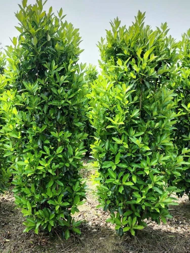 法国冬青柱子北海道冬青苗耐寒别墅围墙篱笆四季常青庭院绿化珊瑚