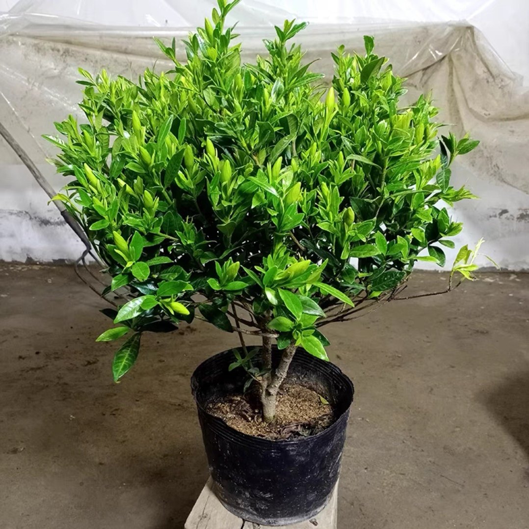 小叶栀子花盆栽独杆浓香型带花苞驱蚊净化空气吸甲醛四季常青卧室,鲜花速递/花卉仿真/绿植园艺,大型绿植/成品组合盆栽,淘宝优惠券,粉丝福利购,淘宝优惠卷