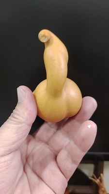 厚皮响籽老皮勒扎葫芦