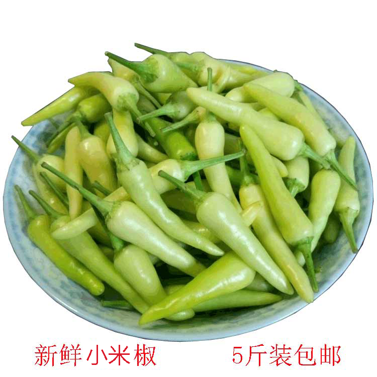 ·广西新鲜白米椒白辣椒小辣椒泡椒指天椒朝天椒酱油泡椒凤爪泡椒