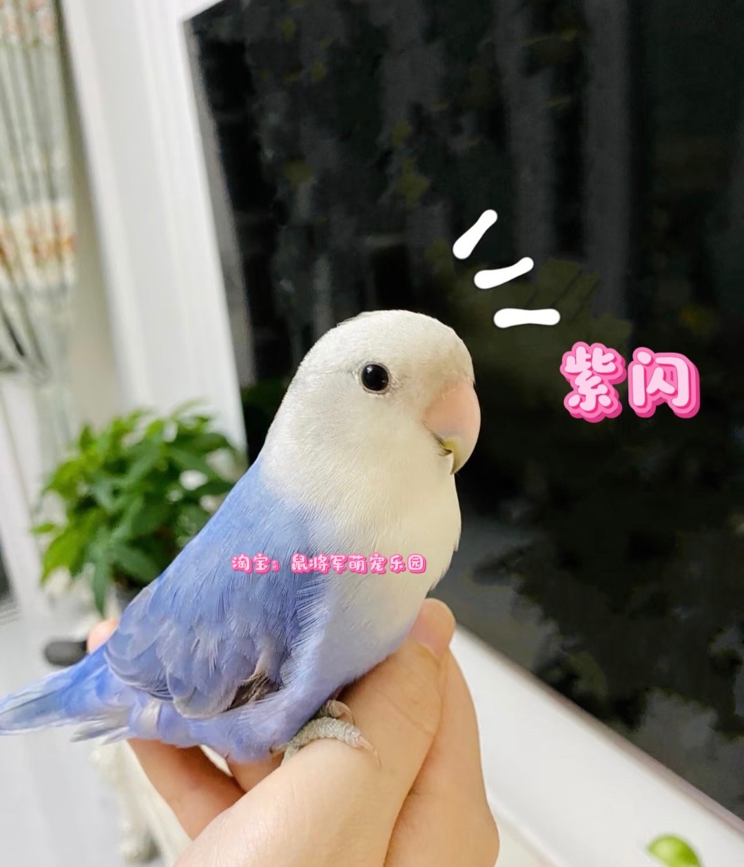 紫闪牡丹鹦鹉断奶亲人手养半毛 断奶牡丹鹦鹉包邮包活