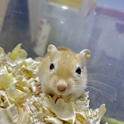 蒙古沙鼠宠物鼠沙鼠活体活物迷你小龙猫网红宠物鼠沙鼠宝宝