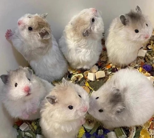 家养金丝熊温顺易上手，体质保障