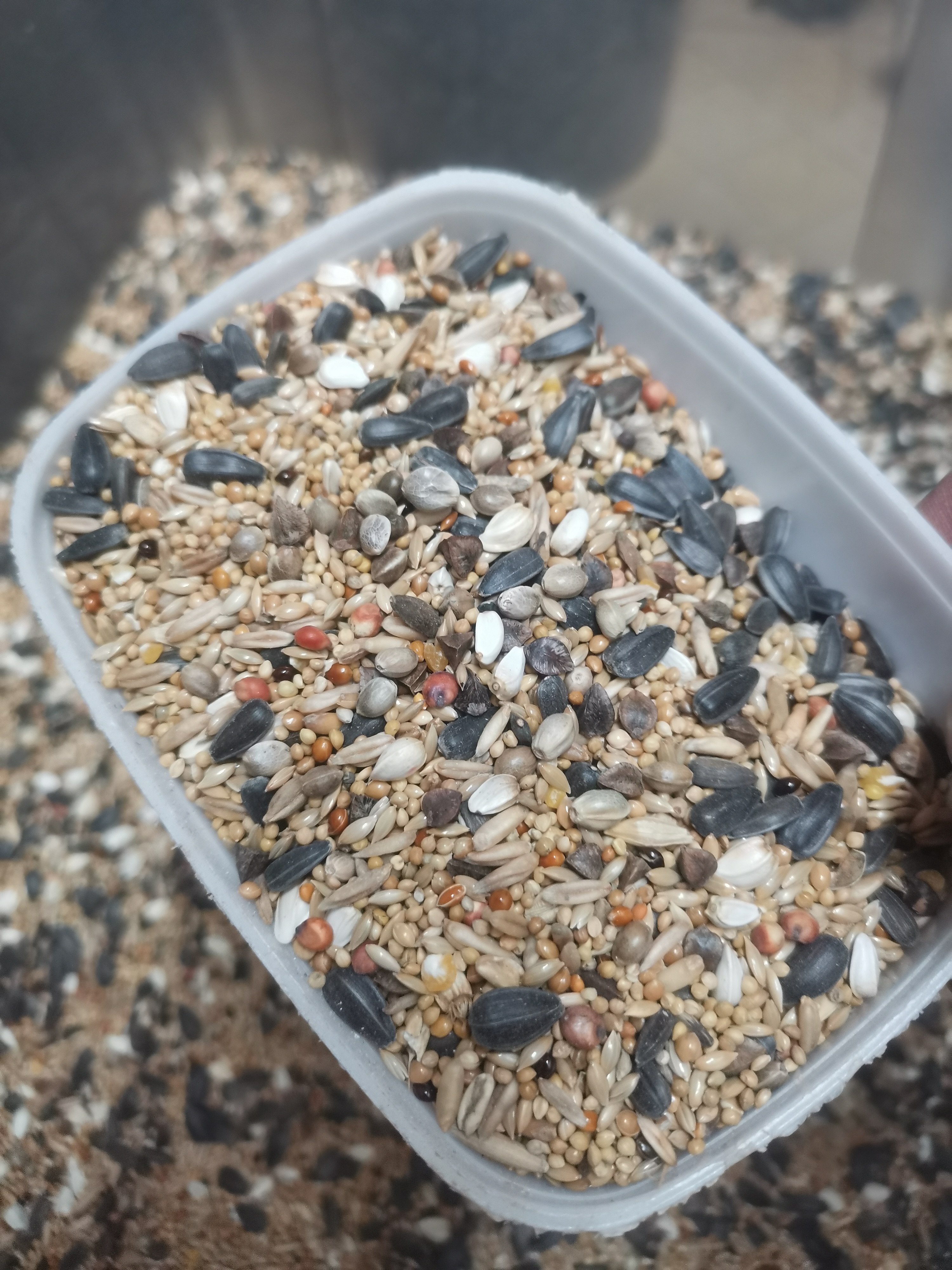 虎皮牡丹玄凤中小型鹦鹉鸟食鸟粮五色黍子鹦鹉混合营养粮谷子包邮,宠物/宠物食品及用品,鸽粮,淘宝优惠券,粉丝福利购,淘宝优惠卷