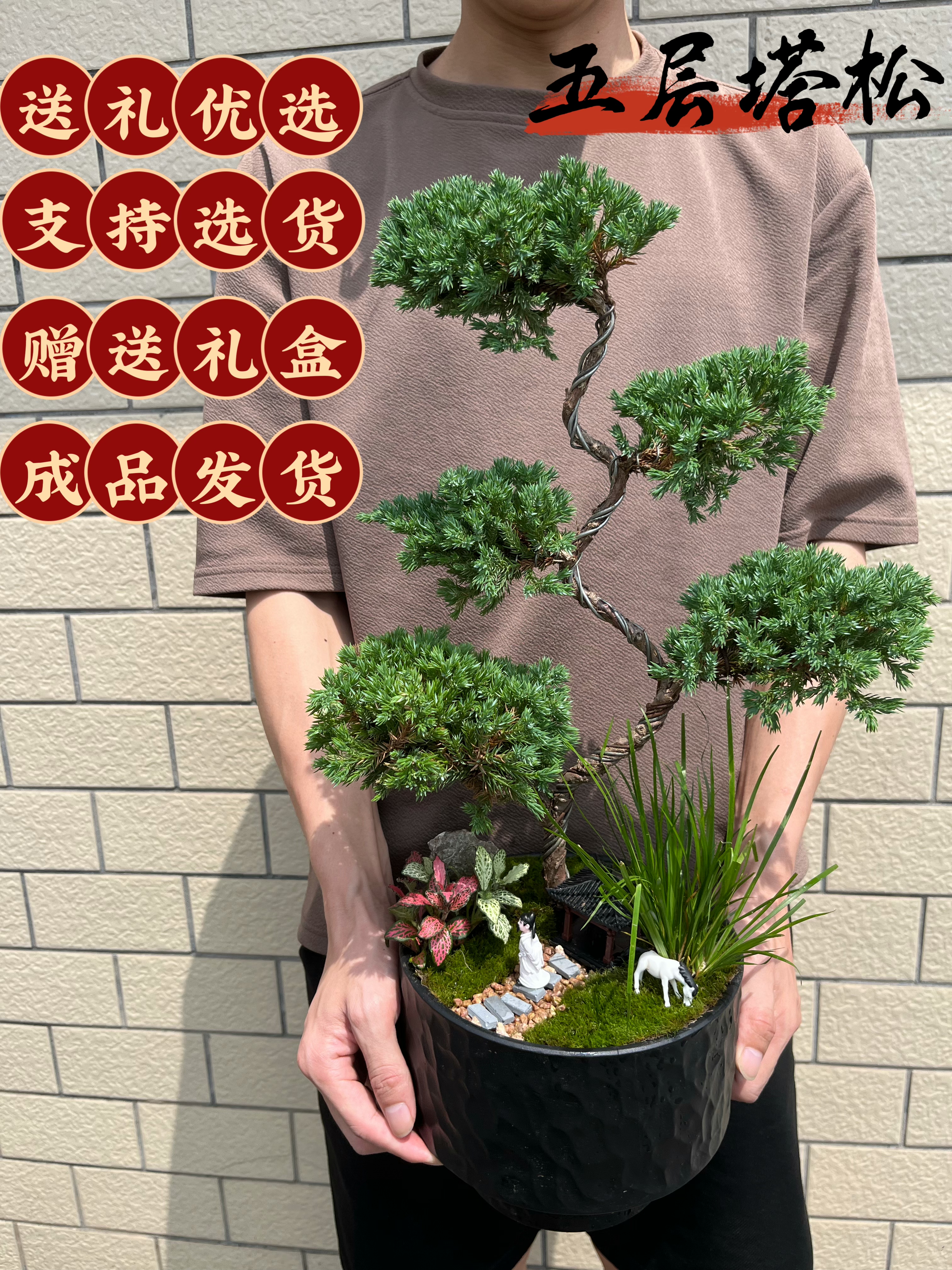 五层塔松室内盆栽送长辈老人贺寿乔迁开业生日退休谢师礼