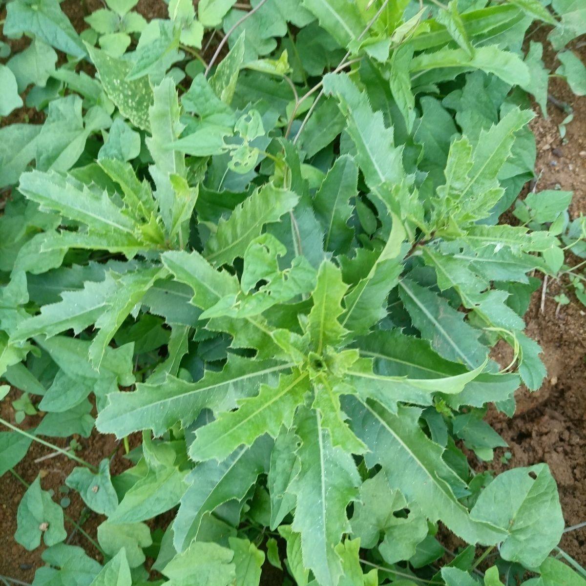 刺儿菜河南野生新鲜七七小蓟天然蓟草刺菜现挖现发刺角芽野菜包邮