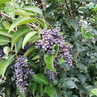 2025野生新鲜女贞子冬青子白蜡树果实女贞子树籽泡茶煮水洗头