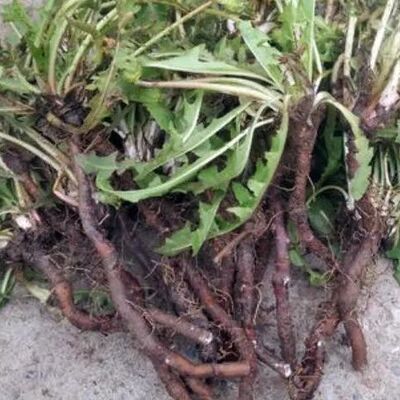 蒲公英新鲜正宗野生黄黄苗现挖黄花苗带根带叶老根天然野菜包邮