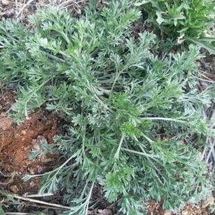 河南现挖新鲜茵陈野白蒿山野菜蒸菜绵茵陈茶陈摘净非干品