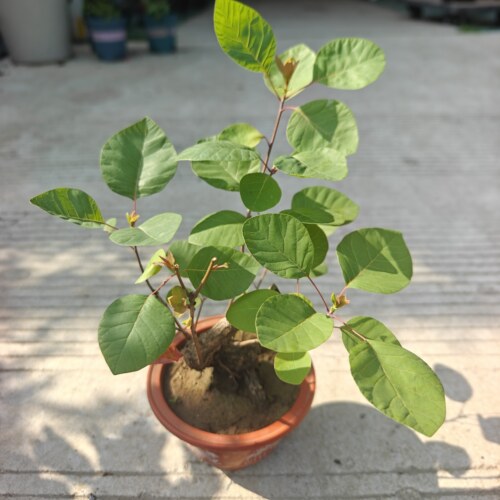 黄栌盆栽大型观叶灌木 庭院造景耐寒绿植 红叶树四季观赏烟树盆景