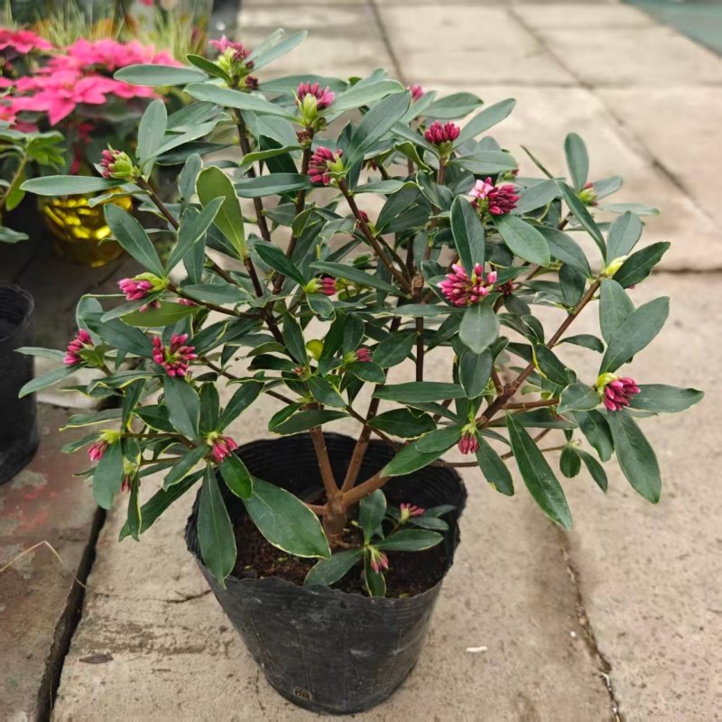 金边瑞香盆栽浓香型耐寒花卉办公室内外网红绿植四季常青好养包邮,鲜花速递/花卉仿真/绿植园艺,绣球/木绣球/木本植物,淘宝优惠券,粉丝福利购,淘宝优惠卷