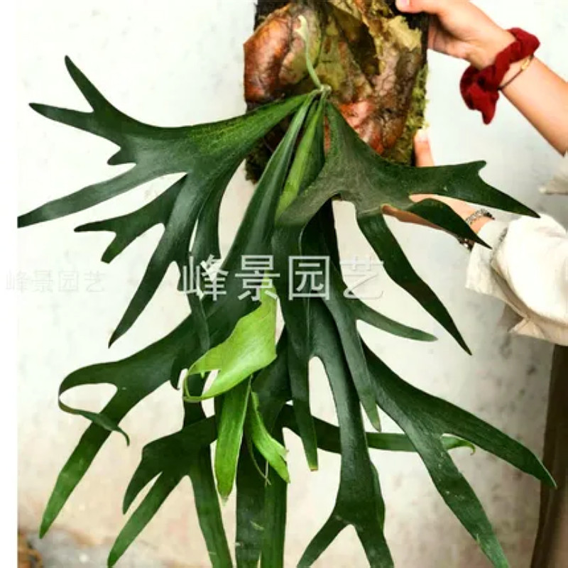 .二崎鹿角蕨板植室内喜阴壁挂绿植蛇木板附生蕨类懒人好养挂壁花
