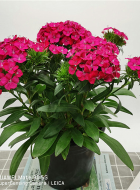 新品包邮绣球石竹花盆栽办公室小绿植美观趣味净化空气室外超耐寒