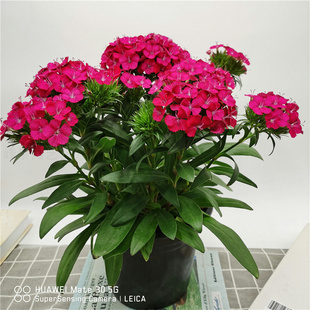 新品包邮绣球石竹花盆栽办公室小绿植美观趣味净化空气室外超耐寒