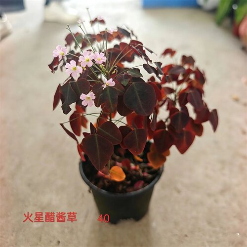 火星醋酱草盆栽红叶粉花易养