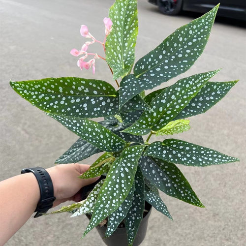 绿植盆栽桌面吸甲醛夏季彩叶芋