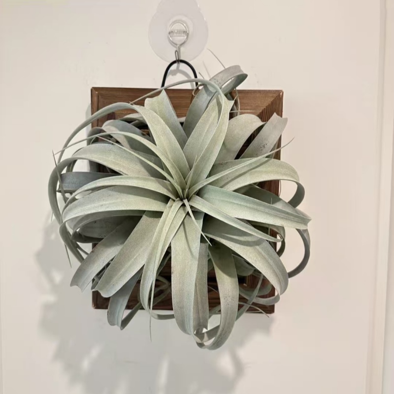 吸甲醛空气凤梨观赏垂吊净化空气