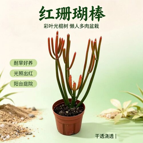珊瑚棒红珊瑚绿玉树耐旱多肉盆栽