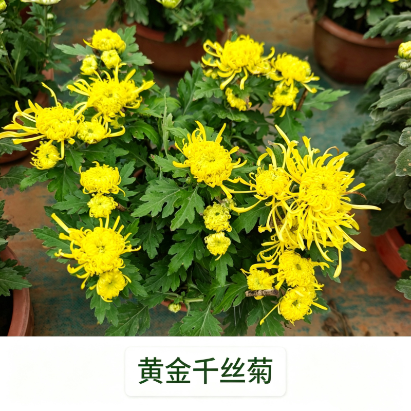 多年生宿根花秋菊花盆栽龙须菊多色重瓣庭院阳台耐寒好养观赏花卉