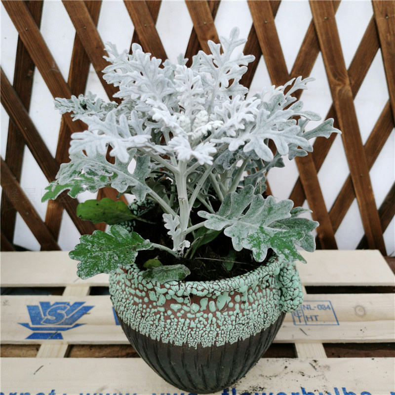 银叶菊盆栽进口植物雪地花观赏冬季耐寒室外露天绿化易养成活包邮