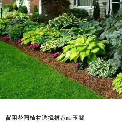 花叶玉簪盆栽耐寒多年生观叶