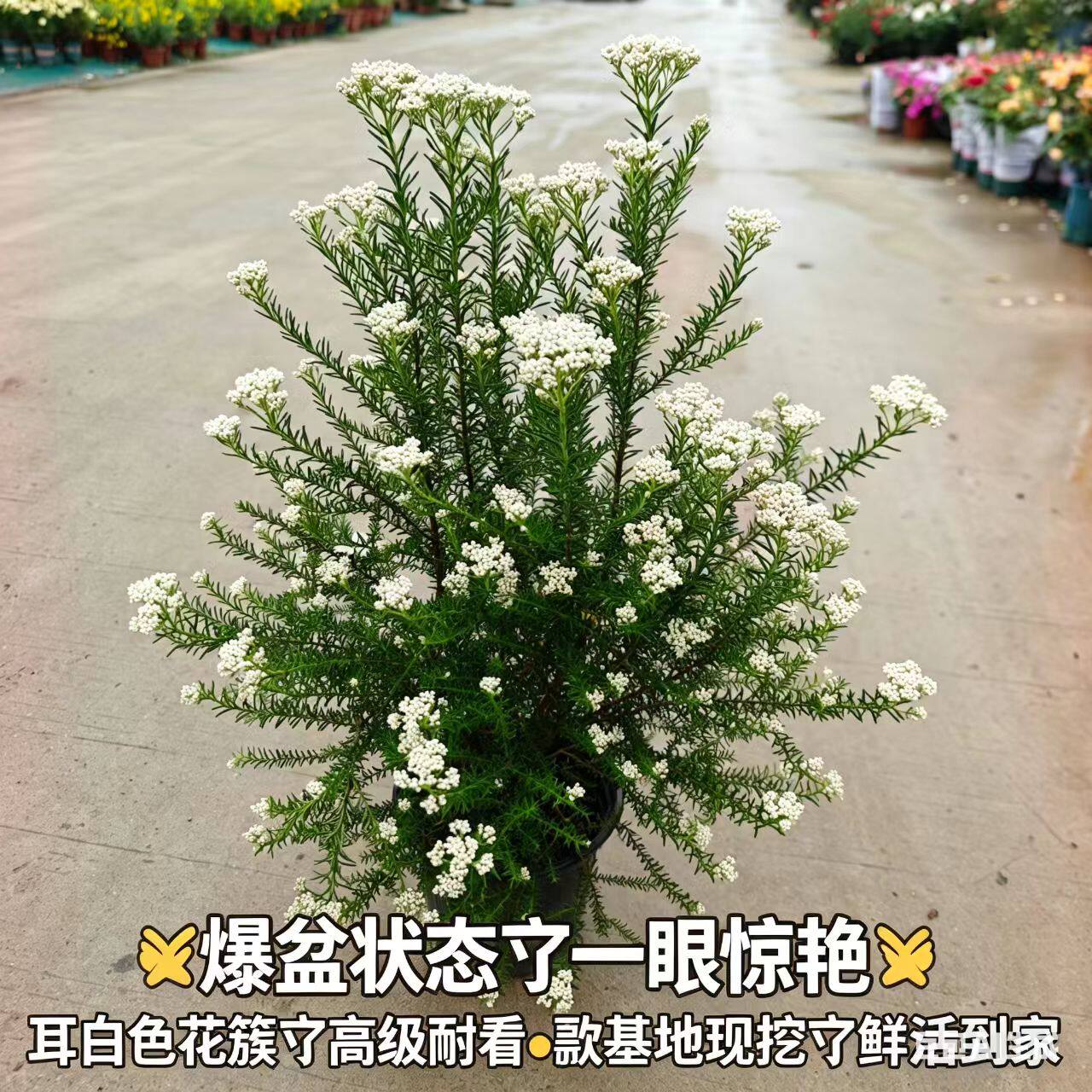 澳洲米花盆栽多年生常绿灌 庭院花境切花素材 好养易活爆花绿植
