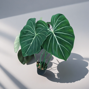 明脉黑魔法海芋铜叶板盾福寿龙鳞海芋办公室内进化空气吸甲醛喜阴