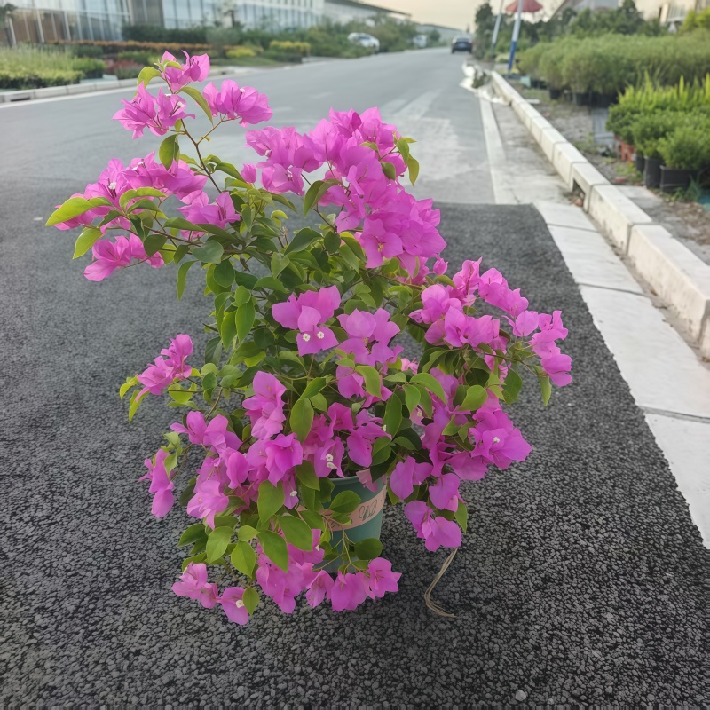 巴西三角梅盆栽大苗爬藤植物