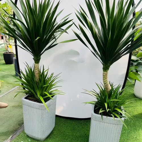 防辐射龙血树峰景园艺美化环境