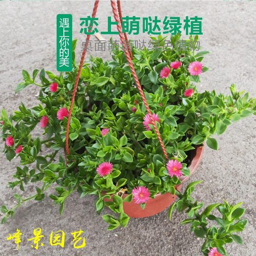 牡丹吊兰大盆栽带花苞室外阳台