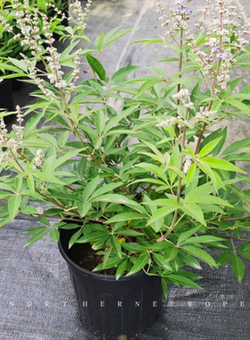 花镜植物穗花牡荆唇科灌木蓝色花喜光耐寒热抗旱花期7一8月长势强