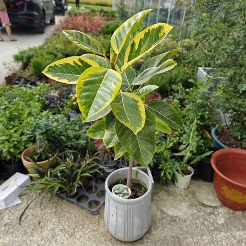 黄金榕富贵榕大型办公室绿植盆栽美观大气室内造景北欧风易养活