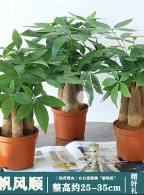 发财树盆栽室内客厅金玉满堂1年苗防辐射步步高升庭院办公桌阳台