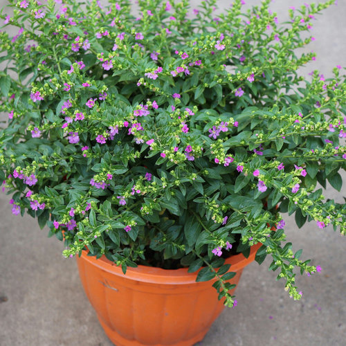 耐热满天星盆栽庭院植物四季