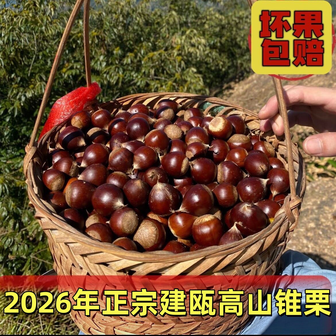 （小老弟）2026建瓯锥栗新鲜新鲜板栗/板栗仁