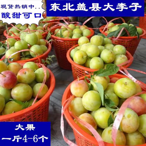 绥中特产高山红李子新鲜水果当季现摘现发