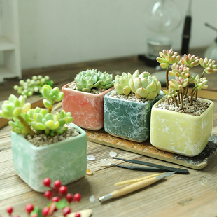 创意多肉花盆个性简约窑变清新韩式绿植可爱韩式小盆群生肉肉包邮