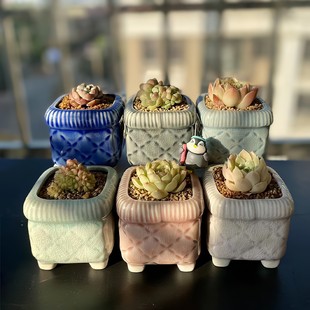 直销印章冰裂手工刻画白瓷生石花盆创意群生方形收纳植物陶瓷花盆