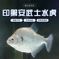 印第安武士水虎魚兇猛魚熱帶魚觀賞魚大型魚淡水猛魚