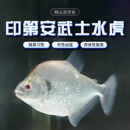 印第安武士水虎鱼凶猛鱼热带鱼观赏鱼大型鱼淡水猛鱼