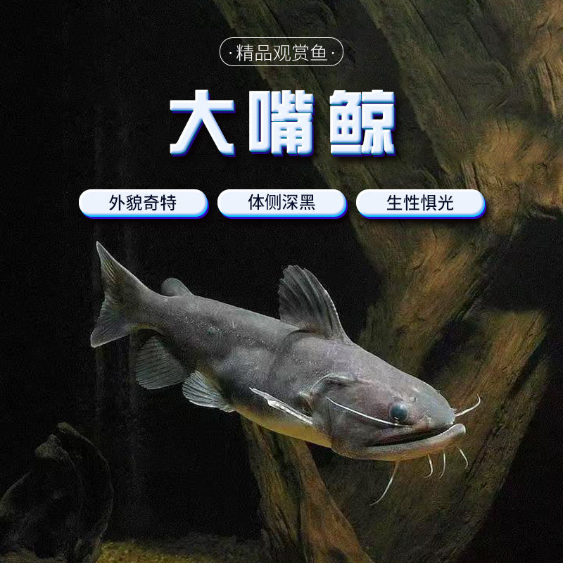 大嘴鲸南美大型鲶鱼淡水鲸鱼