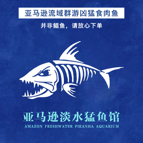 南美凶猛鱼淡水亚马逊肉食性追鱼观赏鱼宠物小精灵鱼好养易活包活